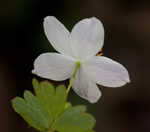 Eastern false rue anemone